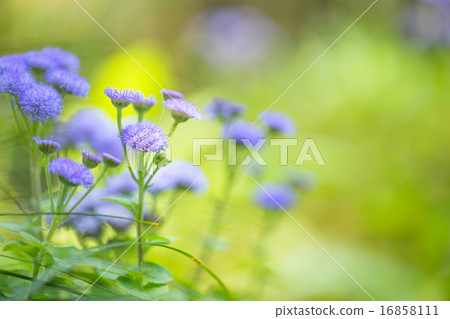 Agereatum Flower Agereatum Flower 16858111