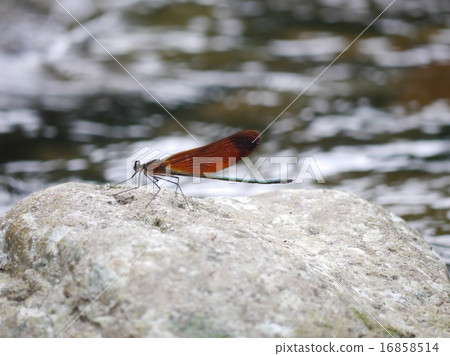 Miyama Kawatombo Miyama Kawatombo 16858514