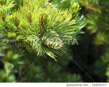 Pile wilder's conifer Pile wilder's conifer 16858537