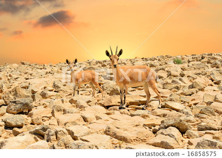 Ibexes and sunset 16858575