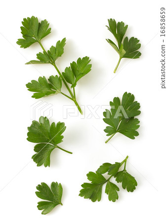fresh parsley isolated on white 16858659