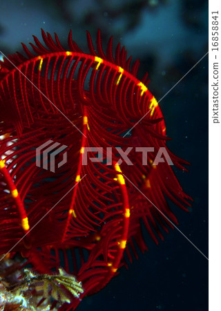 Red and yellow sea urchida 16858841