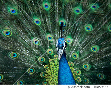 Peacock 16859353