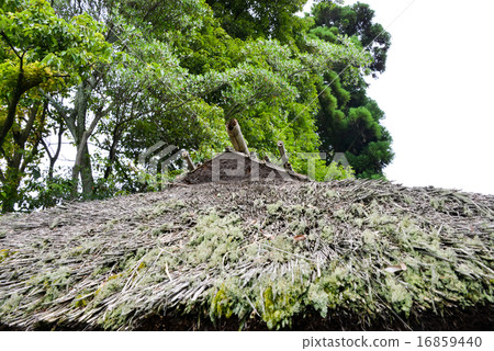 茅草屋頂 16859440