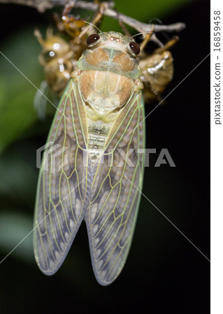 Emergence observation of Aburasumi (13/14) Emergence observation of Aburasumi (13/14) 16859458