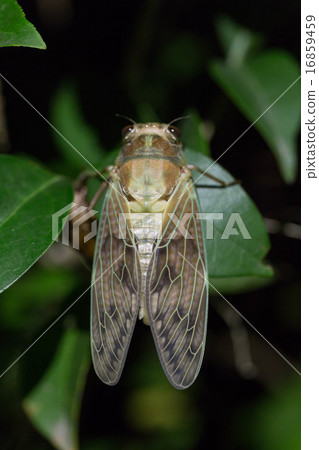 Emergence observation of Aburasemi (14/14) 16859459