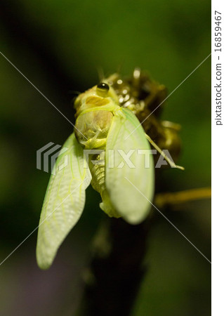 Observation of the emergence of Abraxemi (9/14) Observation of the emergence of Abraxemi (9/14) 16859467