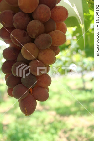 Grape 16860102