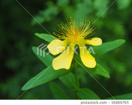 Hypericum ascyron 16860765