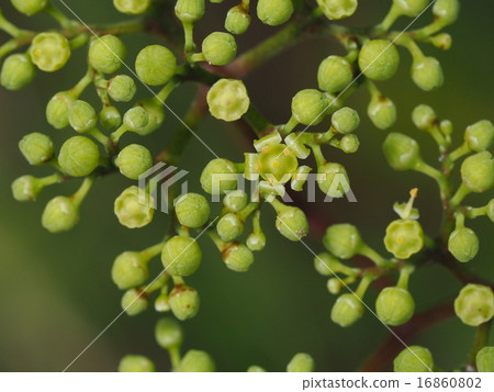 Nobudo花 Nobudo花 16860802