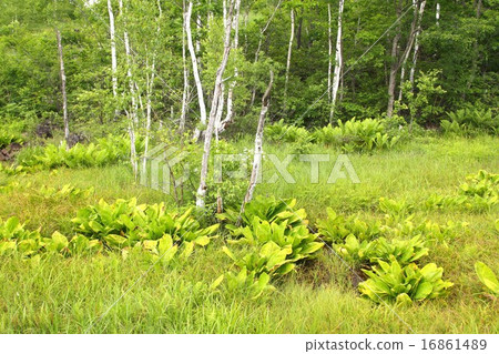 Wetland of summer Norikura Kogen Wetland of summer Norikura Kogen 16861489