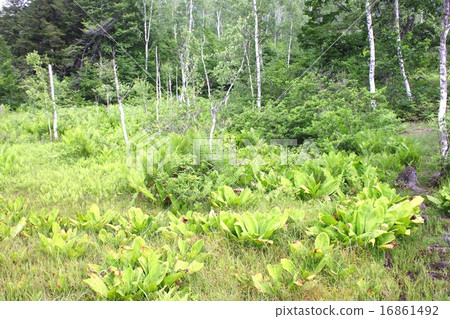 Wetland of summer Norikura Kogen Wetland of summer Norikura Kogen 16861492