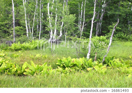 夏季Norikura Kogen的濕地 16861493