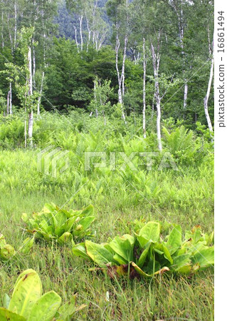 夏季Norikura Kogen的濕地 16861494