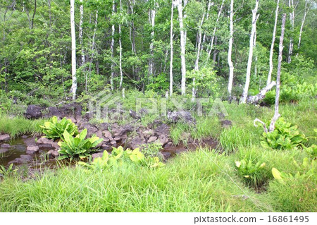 夏季Norikura Kogen的濕地 16861495