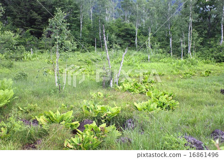 夏季Norikura Kogen的濕地 夏季Norikura Kogen的濕地 16861496