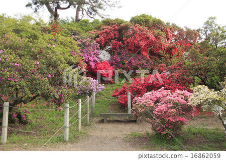 Tatebayashi Azalea Festival: Giant azalea trees at Tsutsujigaoka Park (Tatebayashi City, Gunma Prefecture) Tatebayashi Azalea Festival: Giant azalea trees at Tsutsujigaoka Park (Tatebayashi City, Gunma Prefecture) 16862059