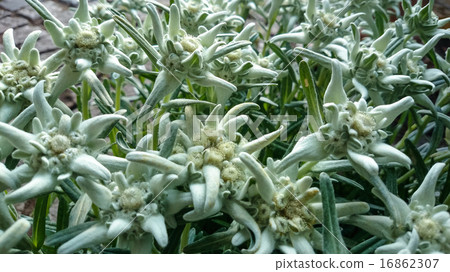 Leontopodium alpinum, flower Edelweiss, 16862307