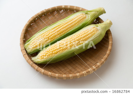 玉米 16862784