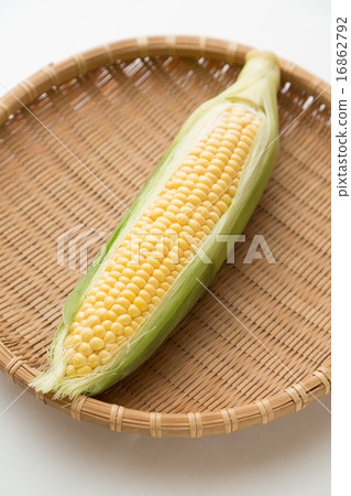 Corn 16862792