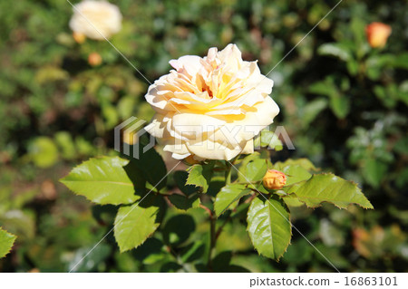 Roses Jubiland UK 1967 Lineage F 16863101