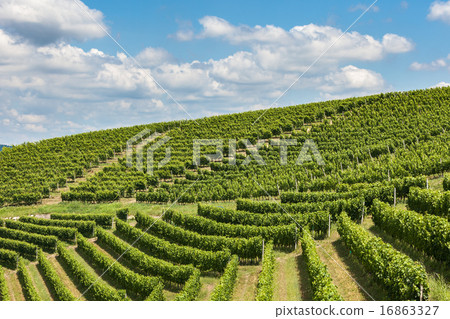 Vineyards of Piedmont, Italy. Vineyards of Piedmont, Italy. 16863327