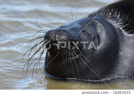 Ladoga ringed seal Ladoga ringed seal 16863635