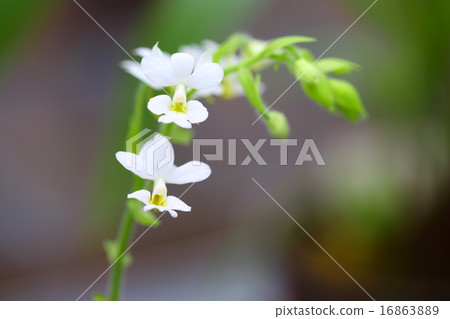 卡蘭特魯本斯 16863889