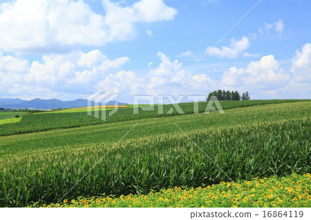 流經玉米田和小山的雲彩在美瑛町北海道 16864119