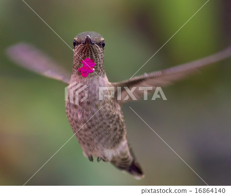 Anna's Hummingbird 16864140