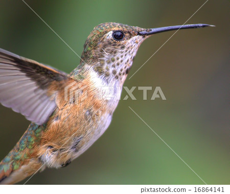 Anna's Hummingbird 16864141