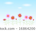Aozora Cosmos 16864200