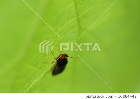 Creatures Insects A natural enemy of the bug, the thrips and red mites. It is a fellow of the bug bug but it is a beneficial insect Creatures Insects A natural enemy of the bug, the thrips and red mites. It is a fellow of the bug bug but it is a beneficial insect 16864442