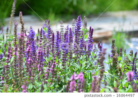 Verbena Hasta Thlue Blue Spyer 16864497
