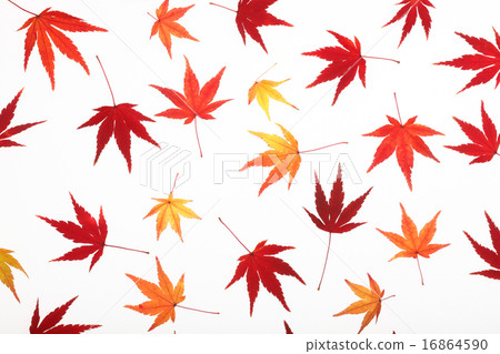 楓樹一側的葉子 16864590