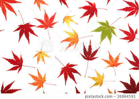 Leaves of one side of maple 16864591
