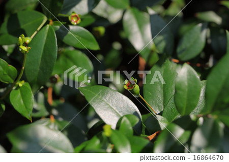 After the flowers of Myrtle and rain drops 16864670