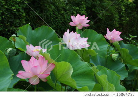 Natural monument "Princess Lotus of Peace of Oka" Natural monument "Princess Lotus of Peace of Oka" 16864753