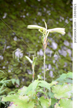 Uba lily Uba lily 16864821