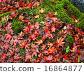 楓樹 紅楓 楓葉 16864877