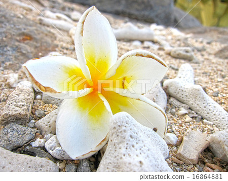 旅遊勝地 度假 觀光 16864881