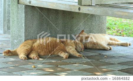 生物寵物免費貓，炎熱的夏日午後。是父母和孩子嗎？在公園長椅下一起休息 16864882