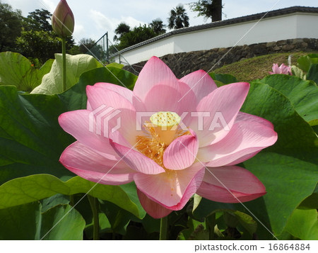 天然紀念物“奧卡和平公主蓮花” 16864884