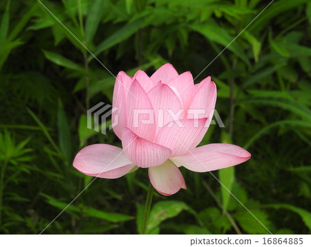 天然紀念物“奧卡和平公主蓮花” 16864885