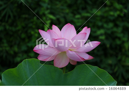 Natural monument "Princess Lotus of Peace of Oka" 16864889