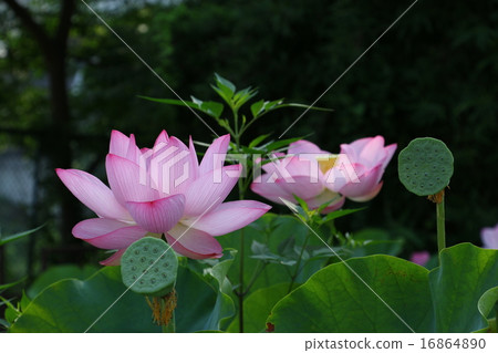 天然紀念物“奧卡和平公主蓮花” 16864890