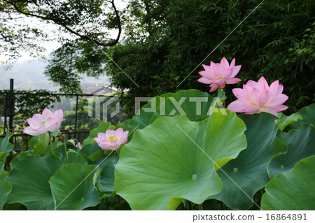 天然紀念物“奧卡和平公主蓮花” 16864891