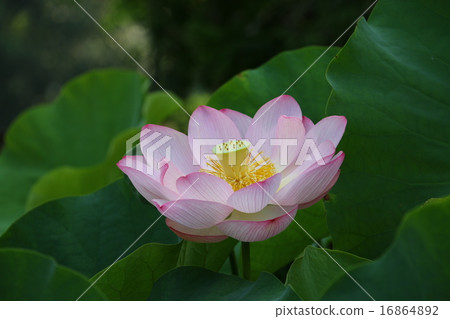 Natural monument "Princess Lotus of Peace of Oka" 16864892