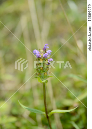 Rice Bogusa 16864979