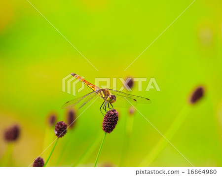 Shiokaratombo 16864980